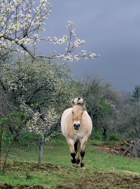 Running Horse | 13.5 x 23.5