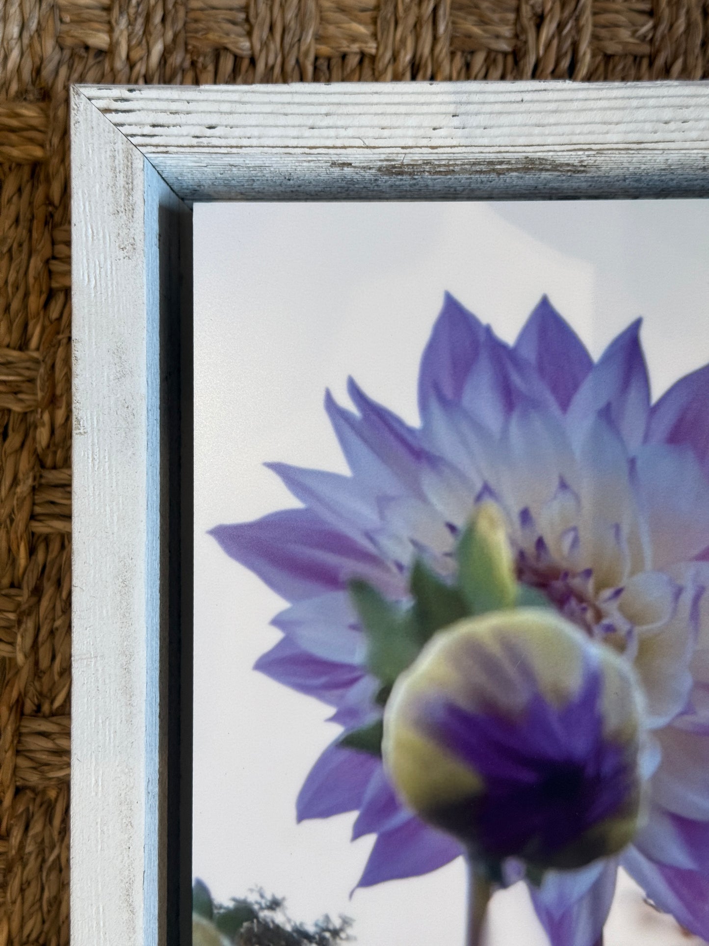 Emily Post Dahlias 2023 | 18x22