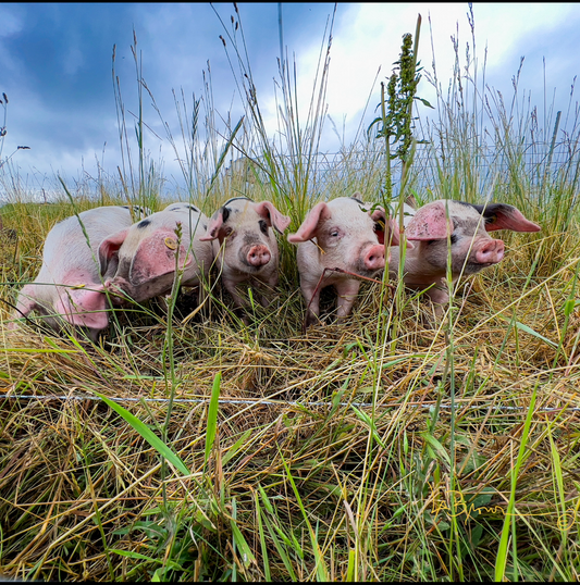 Curious Piggies | Multiple Sizes