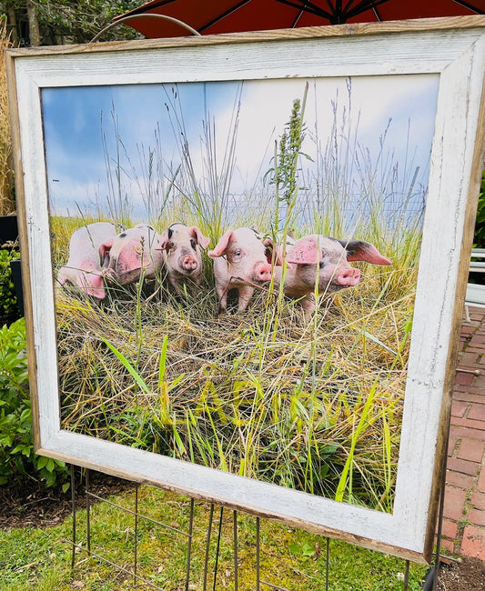 Curious Piggies | Multiple Sizes