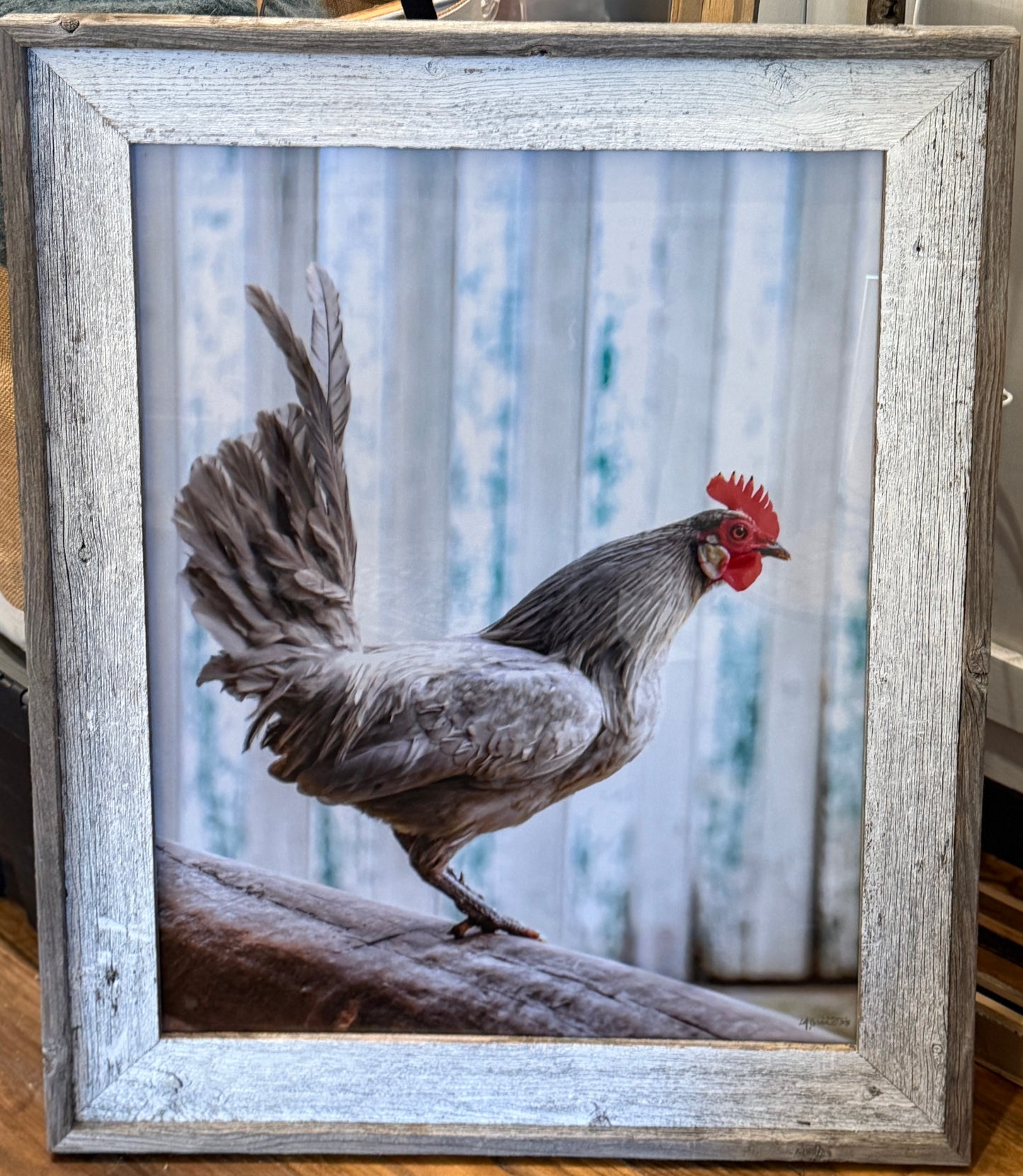 Hi there, Belgian Rooster | 2228