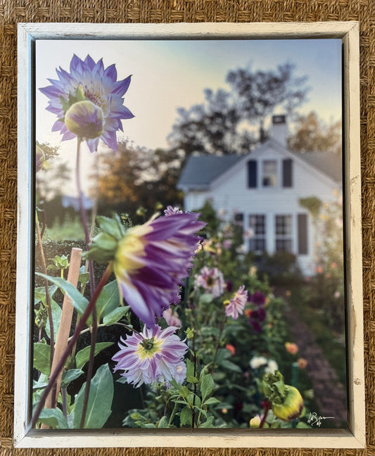 Emily Post Dahlias 2023 | 18x22