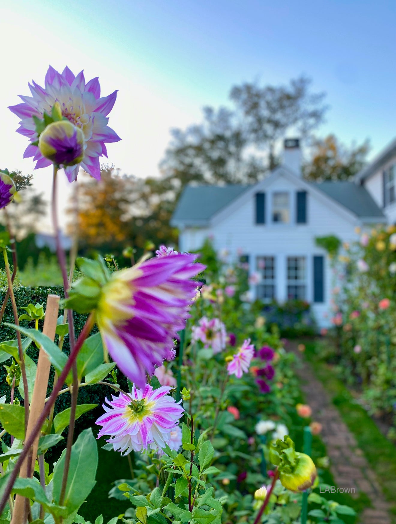 Emily Post Dahlias 2023 | 18x22