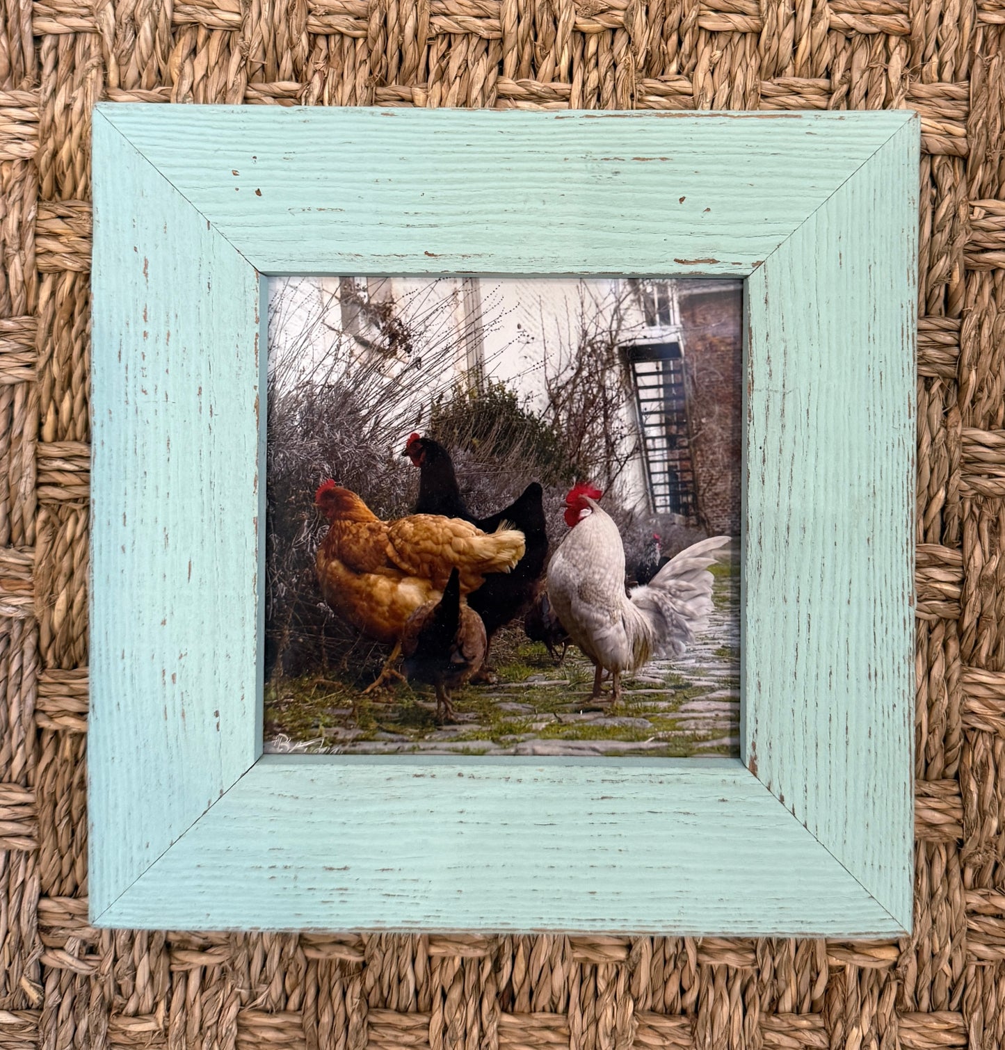 Chickens at the Manage | 7 1/2 x 7 1/2