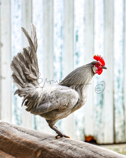 Hi there, Belgian Rooster | 2228