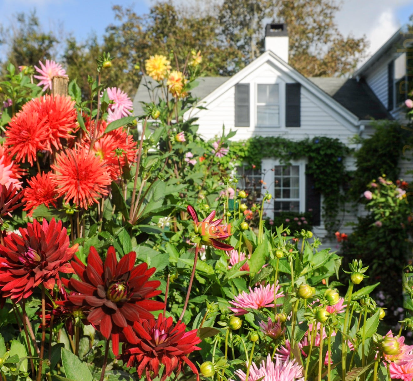 Emily Post House | 5x5